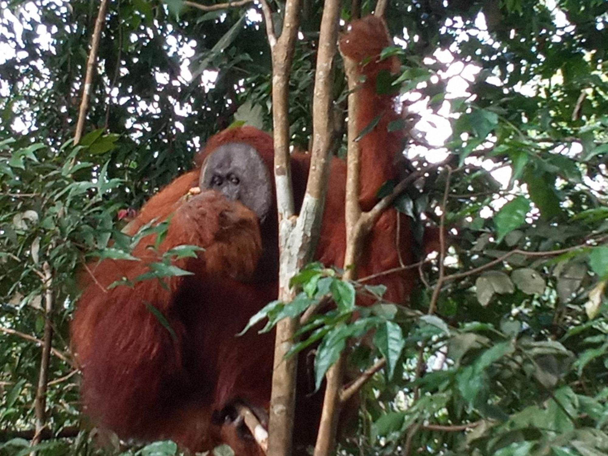 Jungle Treking & Jungle Tour If You Want To Stay Here,You Must Book Treking Only With Us Bukit Lawang Exterior foto