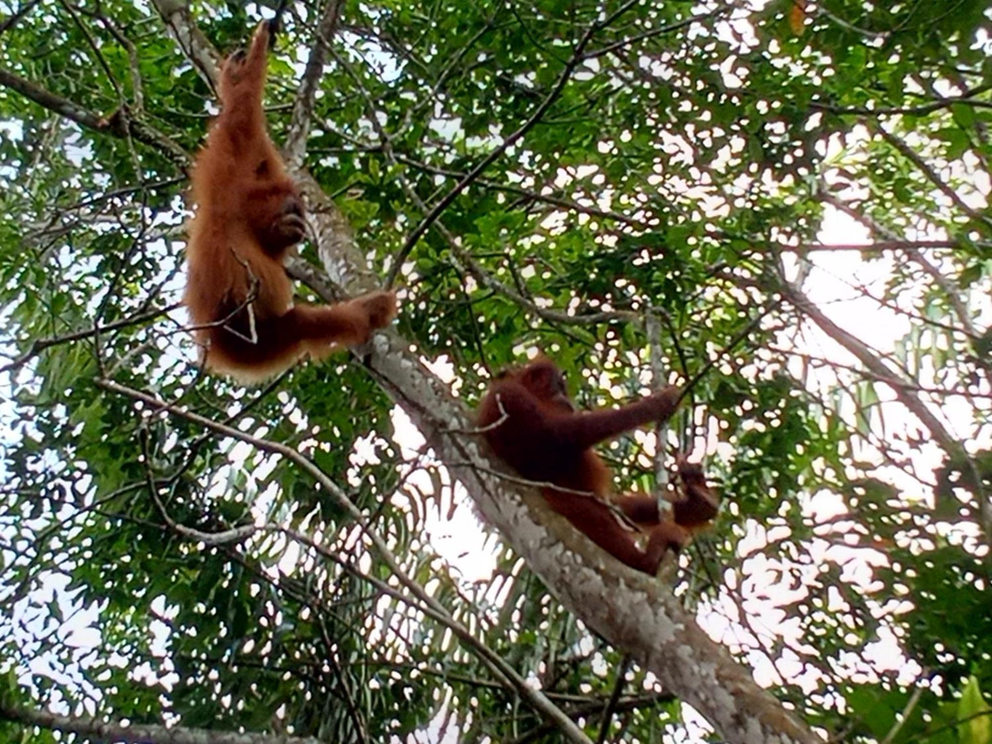 Jungle Treking & Jungle Tour If You Want To Stay Here,You Must Book Treking Only With Us Bukit Lawang Exterior foto