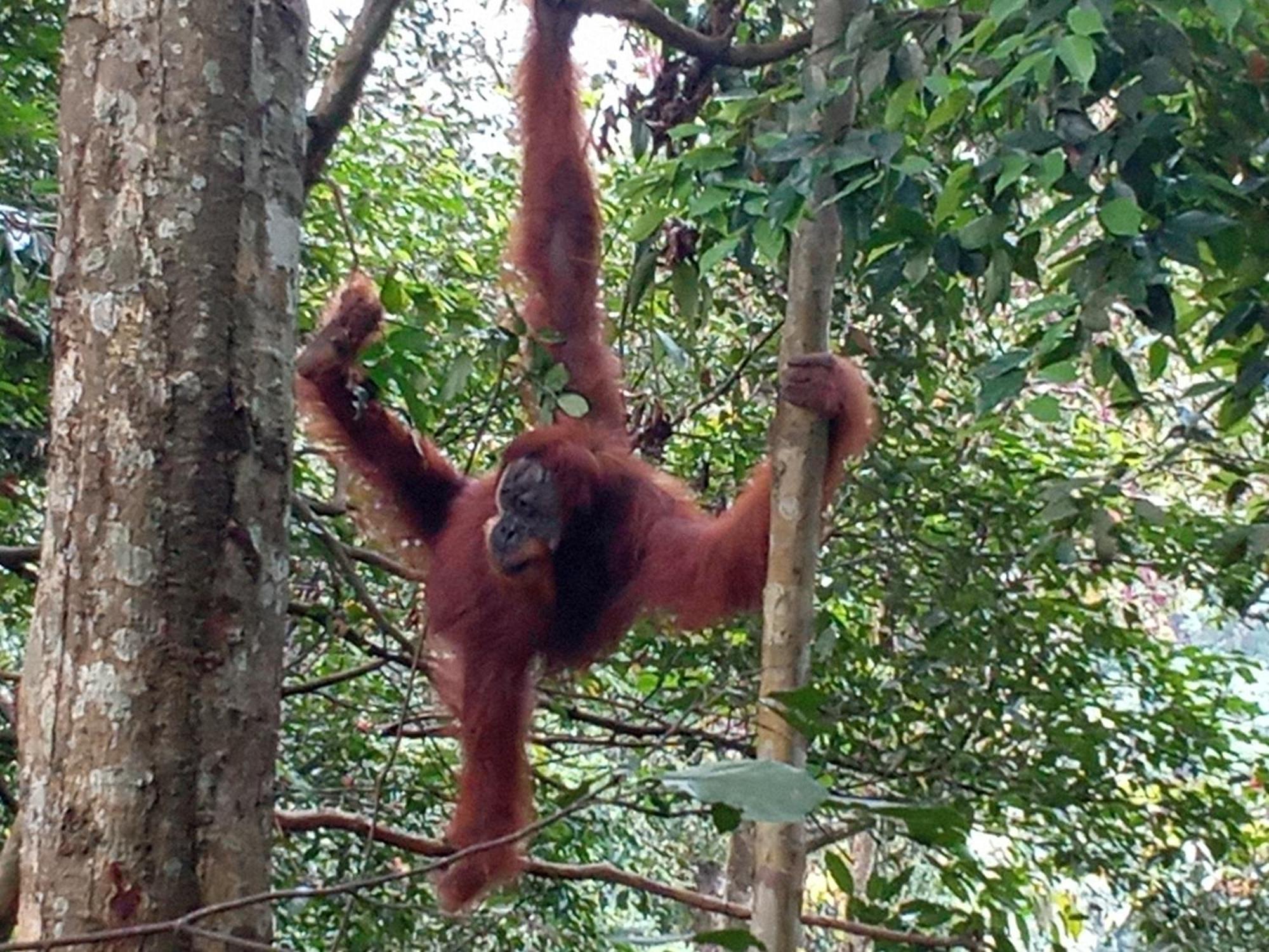 Jungle Treking & Jungle Tour If You Want To Stay Here,You Must Book Treking Only With Us Bukit Lawang Exterior foto