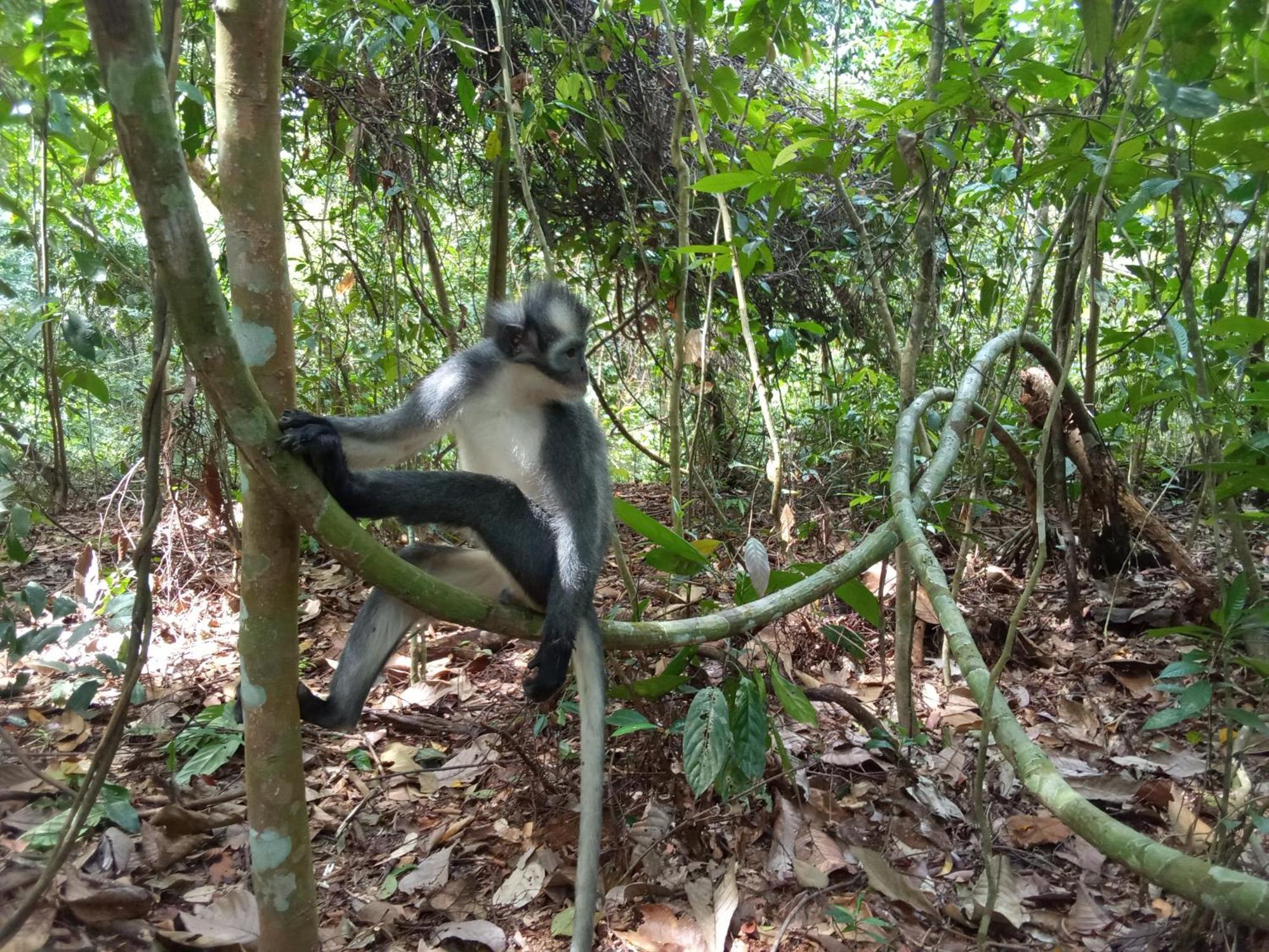 Jungle Treking & Jungle Tour If You Want To Stay Here,You Must Book Treking Only With Us Bukit Lawang Exterior foto