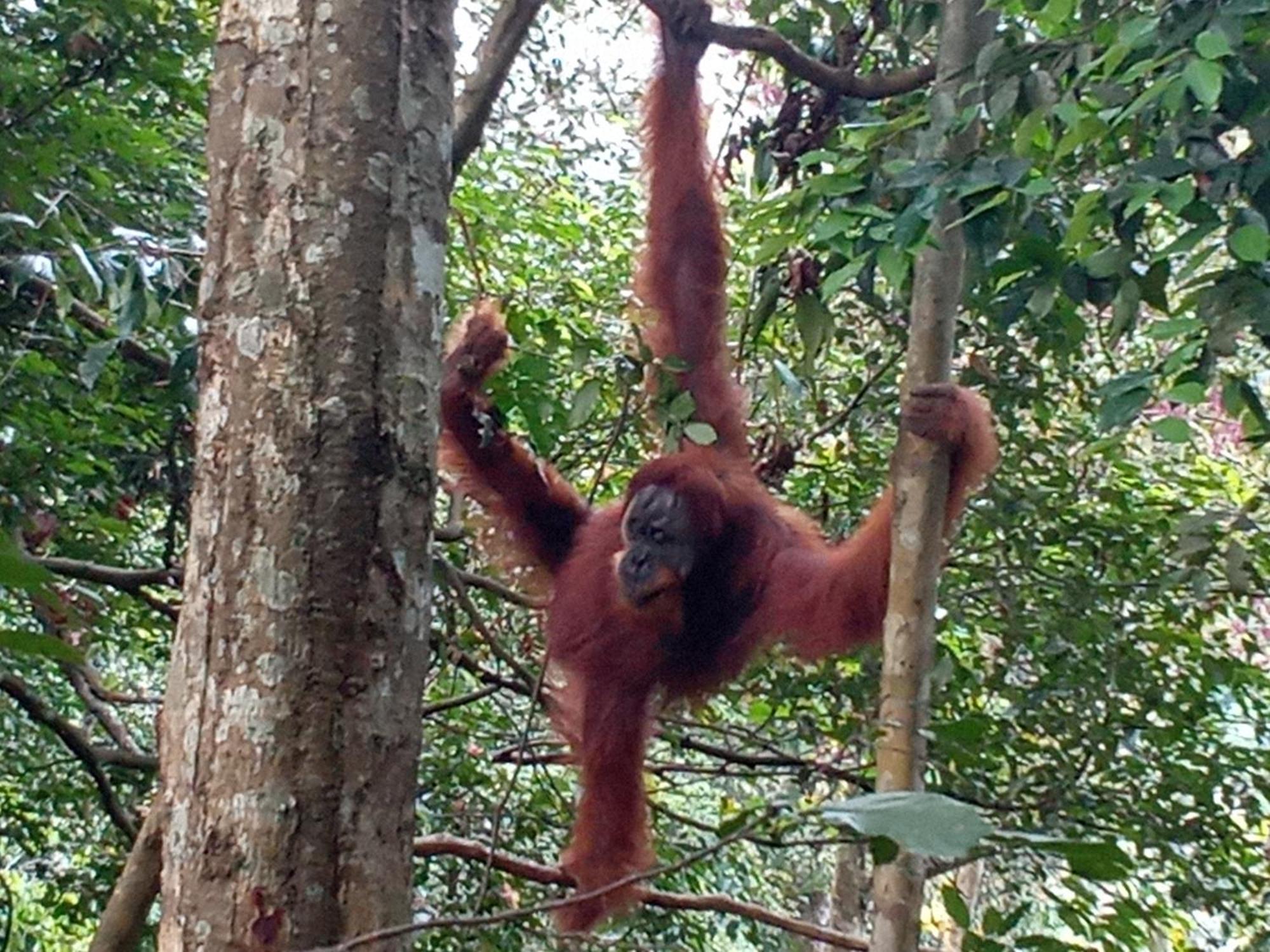 Jungle Treking & Jungle Tour If You Want To Stay Here,You Must Book Treking Only With Us Bukit Lawang Exterior foto